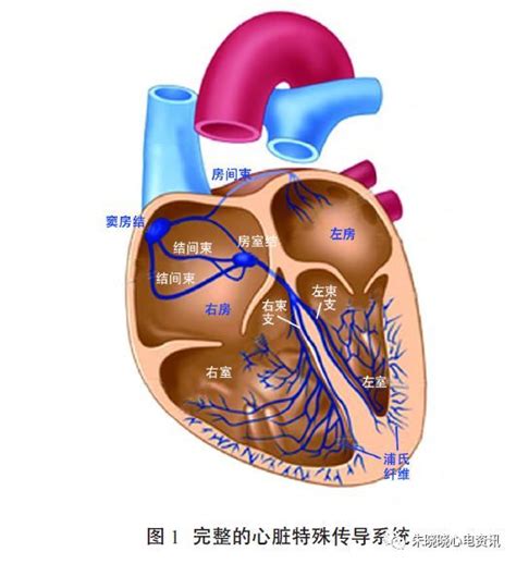 心底 位置|心脏解剖与传导系统